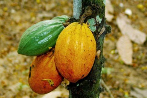 28/10/16 Cacao: la Cte dIvoire produira entre 1,2 et 1,3 million de tonnes lors de la saison principale